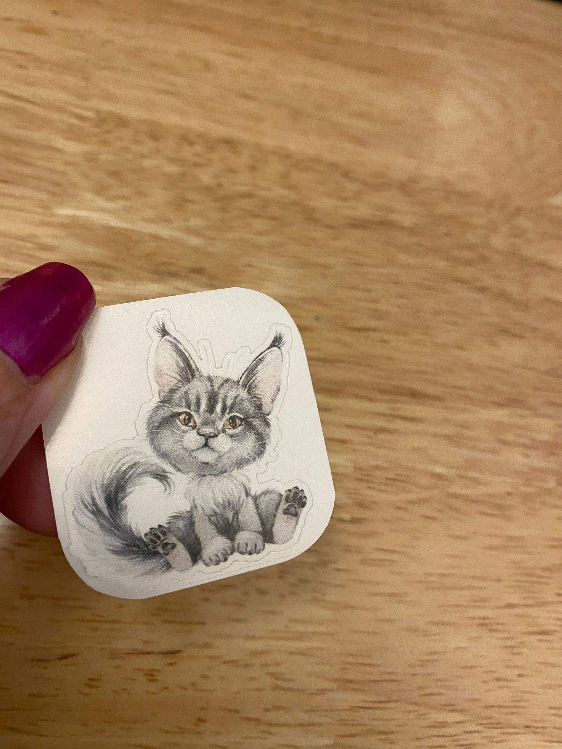 Blue Maine Coon STICKER