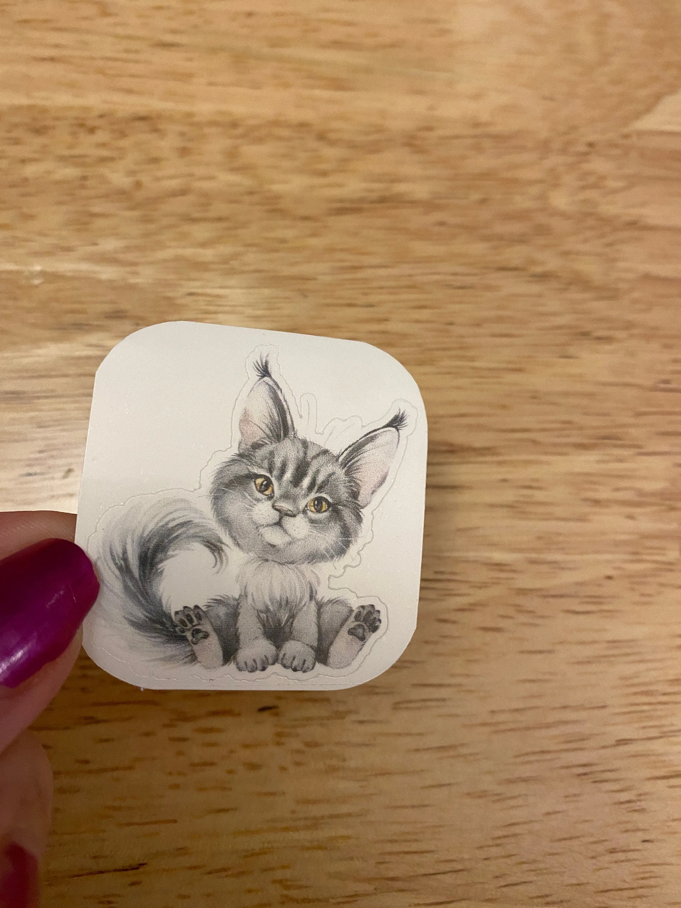 Blue Maine Coon STICKER