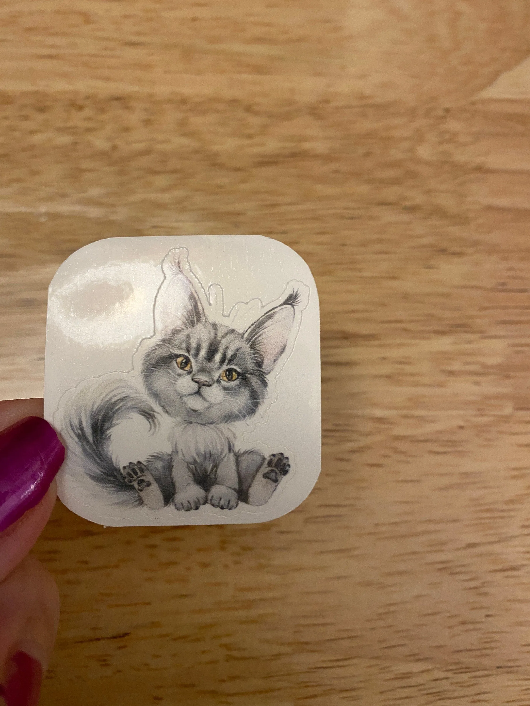 Blue Maine Coon STICKER