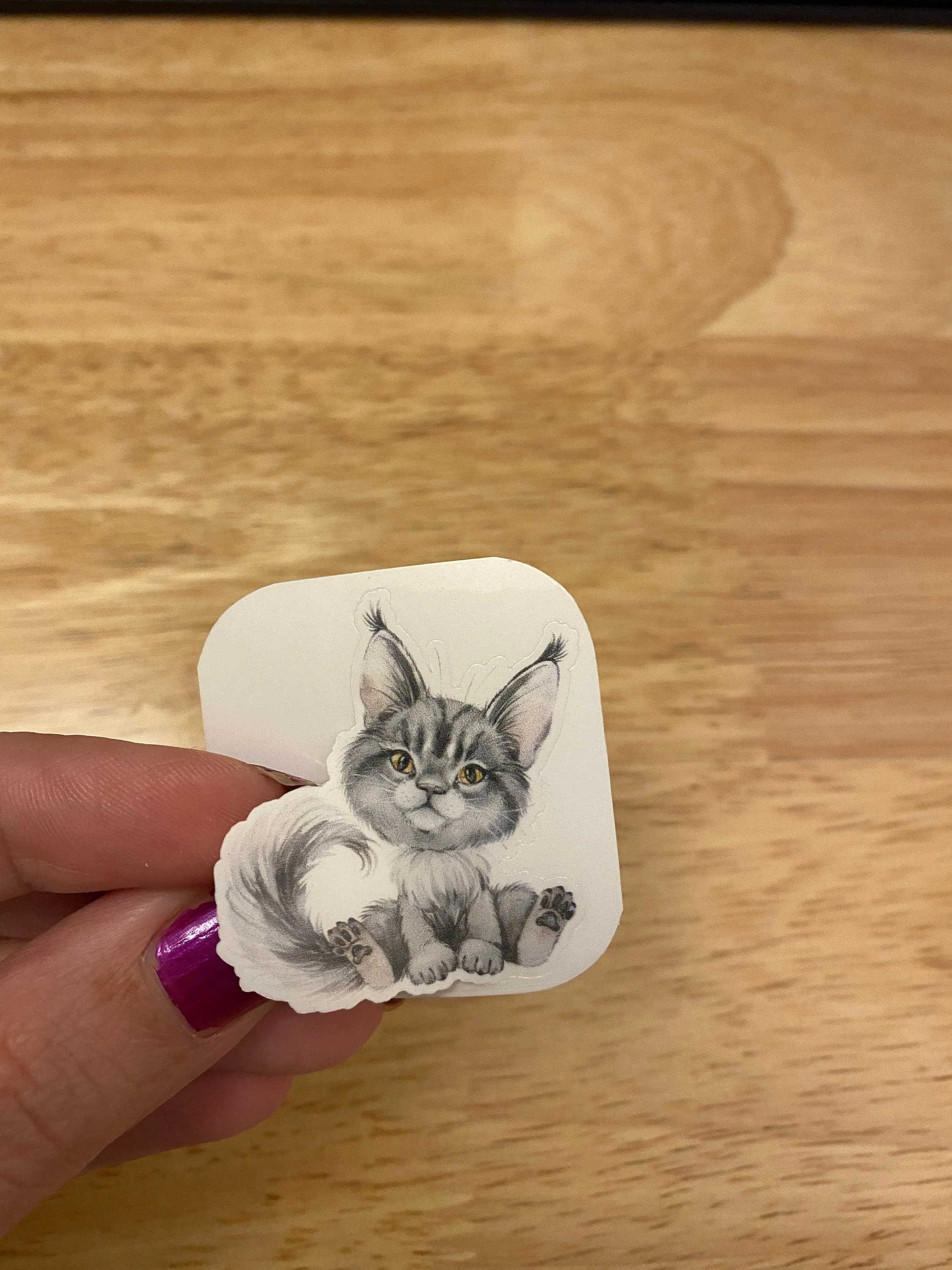 Blue Maine Coon STICKER